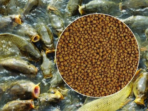 Expert Advice on Producing Local Fish Feed in Nigeria