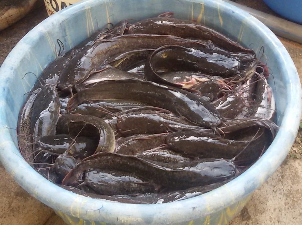 types of catfish in Nigeria and their names